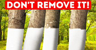 Why Some Trees Are Painted White + 11 Unobvious Why-s