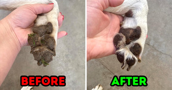 13 Genius Products That Will Help You Treat Your Pet Like True Royalty