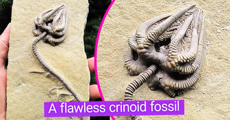 20+ Marvelous Pieces of Art That Prove Mother Nature Is the Most Talented Creator