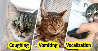 10 Important Health Signs for Cat Owners to Watch For