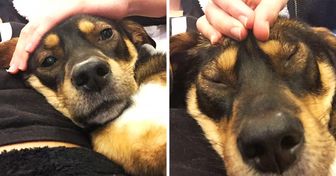 8 Areas of Your Dog That Are Crucial to Massage (Your Dog Will Thank You)